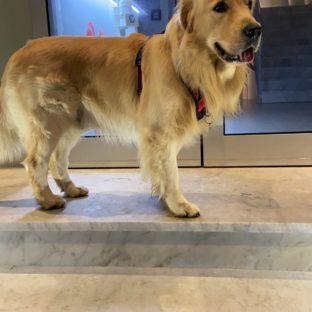 My dog in Albachiara